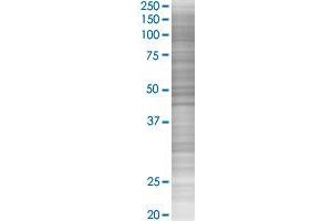 IGHA2 transfected lysate. (IGHA2 293T Cell Transient Overexpression Lysate(Denatured))