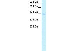 WB Suggested Anti-SMAD3 Antibody Titration:  2.