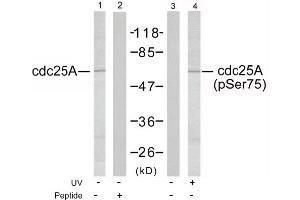 Image no. 1 for anti-Cell Division Cycle 25 Homolog A (S. Pombe) (CDC25A) (Ser75) antibody (ABIN197370) (CDC25A Antikörper  (Ser75))