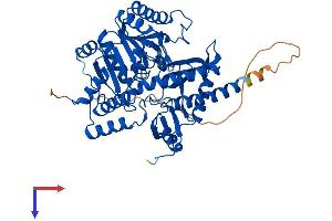 AGXT2L1 Protein (AA 1-499) (His tag)