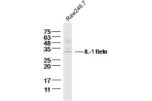 Raw264. (IL-1 beta Antikörper  (AA 101-200))