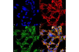 Immunocytochemistry/Immunofluorescence analysis using Mouse Anti-O-GlcNAc Monoclonal Antibody, Clone 9H6 . (O-GlcNAc Antikörper (FITC))