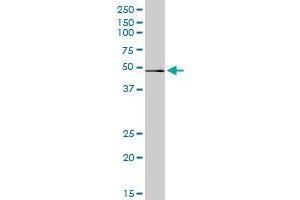 Western Blotting (WB) image for anti-Ras-Related GTP Binding B (RRAGB) (AA 1-374) antibody (ABIN523722)