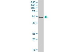 MTDH MaxPab polyclonal antibody. (MTDH Antikörper  (AA 1-582))