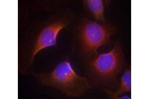 Immunofluorescence staining of methanol-fixed HeLa cells using CDK6 (phospho-Tyr13) Antibody (E011542, Red)