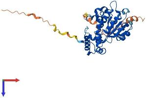 TTPAL Protein (AA 1-342) (His tag)