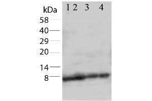Western Blot of Rabbit Anti-Apelin antibody. (Apelin Antikörper  (C-Term))