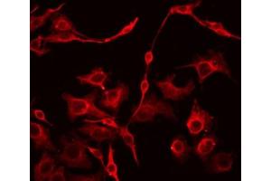 ABIN6266845 staining HepG2 by IF/ICC. (EFNA4 Antikörper  (Internal Region))