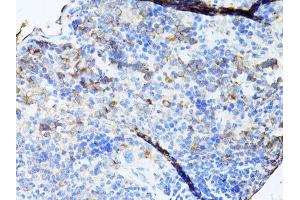Immunohistochemistry of paraffin-embedded mouse spleen using TEFM antibody (ABIN5974873) at dilution of 1/100 (40x lens). (TEFM Antikörper)