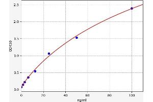 Creatine Kinase, Muscle (CKM) ELISA Kit