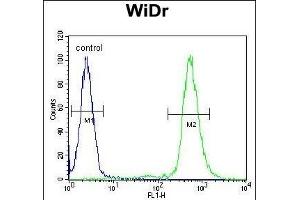 RPS6 Antibody (Ser240/244) (ABIN654233 and ABIN2844066) flow cytometric analysis of WiDr cells (right histogram) compared to a negative control cell (left histogram). (RPS6 Antikörper  (Ser240, Ser244))