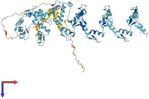 ZNF585A Protein (AA 1-769) (His tag)