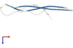 KRT81 Protein (AA 1-481) (His tag)