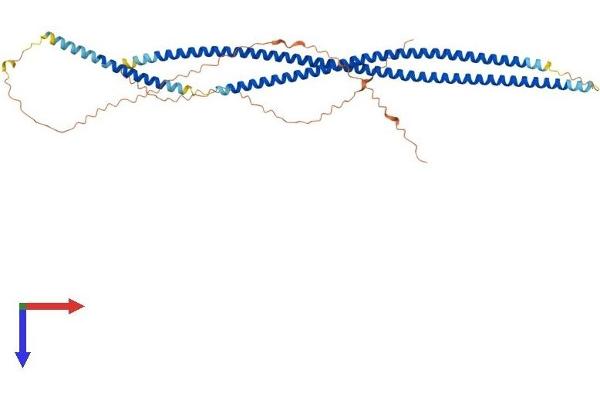 KRT81 Protein (AA 1-481) (His tag)