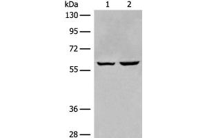 Western blot analysis of HEPG2 and Jurkat cell lysates using EBF2 Polyclonal Antibody at dilution of 1:650