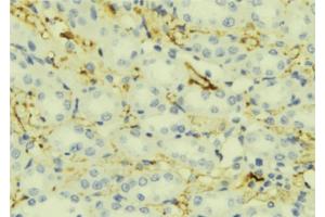 ABIN6276870 at 1/100 staining Mouse liver tissue by IHC-P. (Apolipoprotein C-II Antikörper  (Internal Region))