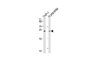 Western blot analysis of lysates from THP-1 cell line and human placenta tissue lysates (from left to right), using HEBP2 Antibody (N-term) (ABIN657105 and ABIN2846255).