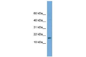WB Suggested Anti-C14orf129 Antibody Titration: 0.