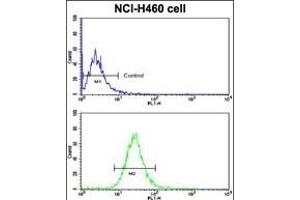Flow cytometric analysis of NCI- cells using BACE1C Antibody (Center) (bottom histogram) compared to a negative control cell (top histogram). (BACE1C (AA 125-154) Antikörper)