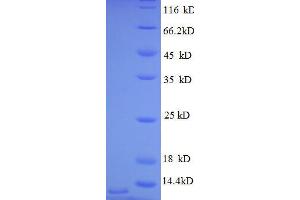 CXCL3 Protein (AA 35-107, full length) (His tag)