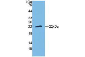 Western blot analysis of recombinant Mouse CNTF. (CNTF Antikörper  (AA 2-198))