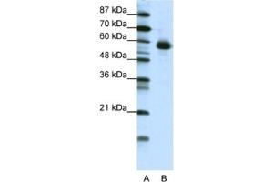 Western Blotting (WB) image for anti-Nuclear Factor, Interleukin 3 Regulated (NFIL3) antibody (ABIN2461756) (NFIL3 Antikörper)