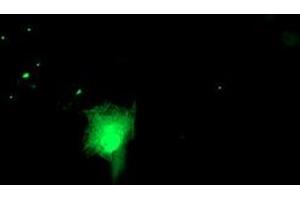 Anti-RUVBL2 mouse monoclonal antibody (ABIN2455545) immunofluorescent staining of COS7 cells transiently transfected by pCMV6-ENTRY RUVBL2 (RC200933). (RUVBL2 Antikörper  (AA 113-370))