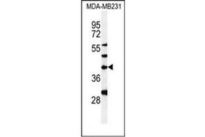 Western blot analysis of DPAGT1 Antibody in MDA-MB231 cell line lysates (35ug/lane). (DPAGT1 Antikörper  (Middle Region))