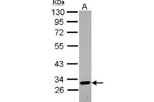 WB Image Sample (30 ug of whole cell lysate) A: THP-1 10% SDS PAGE antibody diluted at 1:1000