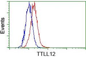Image no. 2 for anti-Tubulin tyrosine Ligase-Like Family, Member 12 (TTLL12) antibody (ABIN1499033) (TTLL12 Antikörper)