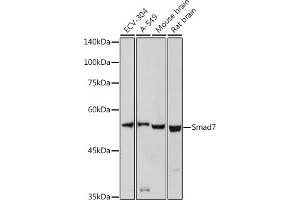 Western blot analysis of extracts of various cell lines, using Smad7 antibody (ABIN6133913, ABIN6148093, ABIN6148095 and ABIN6215945) at 1:1000 dilution. (SMAD7 Antikörper  (AA 1-100))