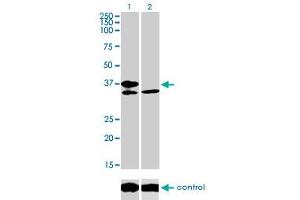 Western Blotting (WB) image for anti-Transcription Factor 19 (TCF19) (AA 17-103) antibody (ABIN598965) (TCF19 Antikörper  (AA 17-103))