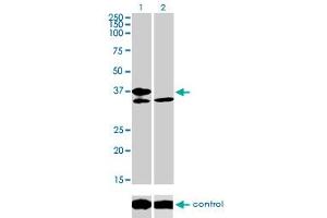 Western Blotting (WB) image for anti-Transcription Factor 19 (TCF19) (AA 17-103) antibody (ABIN598965)