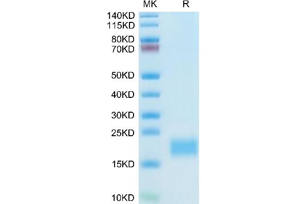 CXCL13 Protein (AA 22-109) (His tag)