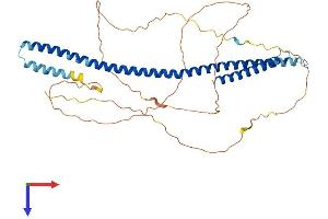 MLF1IP Protein (AA 1-418) (His tag)