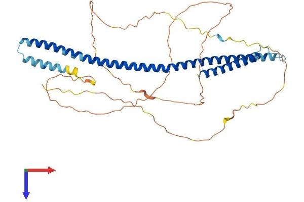 MLF1IP Protein (AA 1-418) (His tag)