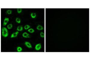 Immunofluorescence (IF) image for anti-ATP synthase subunit delta, mitochondrial (ATP5F1D) (Internal Region) antibody (ABIN1850818) (ATP5F1D Antikörper  (Internal Region))