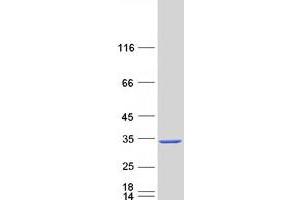 Validation with Western Blot (C12orf60 Protein (Myc-DYKDDDDK Tag))