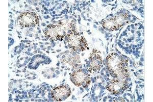 Image no. 1 for anti-Apoptosis-Inducing Factor, Mitochondrion-Associated, 1 (AIFM1) (AA 81-130) antibody (ABIN6736684) (AIF Antikörper  (AA 81-130))