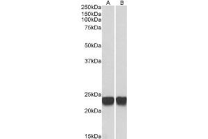 ABIN184951 (0. (PARK7/DJ1 Antikörper  (C-Term))