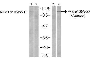 Western blot analysis of extracts from HeLa cells, untreated or treated with TNFα (20ng/ml 5min) and Calyculin A (50nM 15min), using NFκB p105/p50 (Ab-932) antibody (E021243, Line 1 and 2) and NFκB p105/p50 (phospho-Ser932) antibody (E011251, Line 3 and 4) TNFα+Calyculin A - - - + (NFKB1 Antikörper  (pSer932))