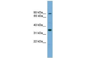 WB Suggested Anti-NDNL2 Antibody Titration: 0. (Necdin-Like 2 Antikörper  (Middle Region))
