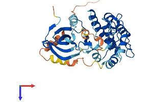 PNCK Protein (AA 1-343) (His tag)