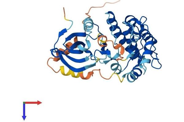 PNCK Protein (AA 1-343) (His tag)