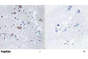 Immunohistochemistry analysis of paraffin-embedded human brain tissue using CEND1 polyclonal antibody .