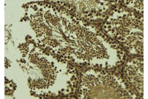 ABIN6273579 at 1/100 staining Mouse testis tissue by IHC-P.