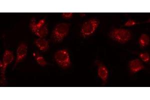 ABIN6277515 staining HeLa by IF/ICC. (KLKB1 Antikörper  (Internal Region))