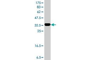 Western Blot detection against Immunogen (35. (RUNX3 Antikörper  (AA 194-279))