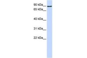 Image no. 1 for anti-ATM Interactor (ATMIN) (AA 576-625) antibody (ABIN6742283)