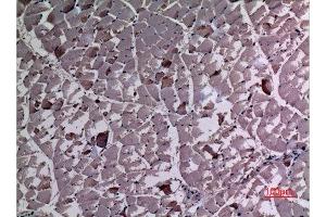 Immunohistochemistry (IHC) analysis of paraffin-embedded Rat Muscle, antibody was diluted at 1:100. (UBE4A Antikörper  (N-Term))